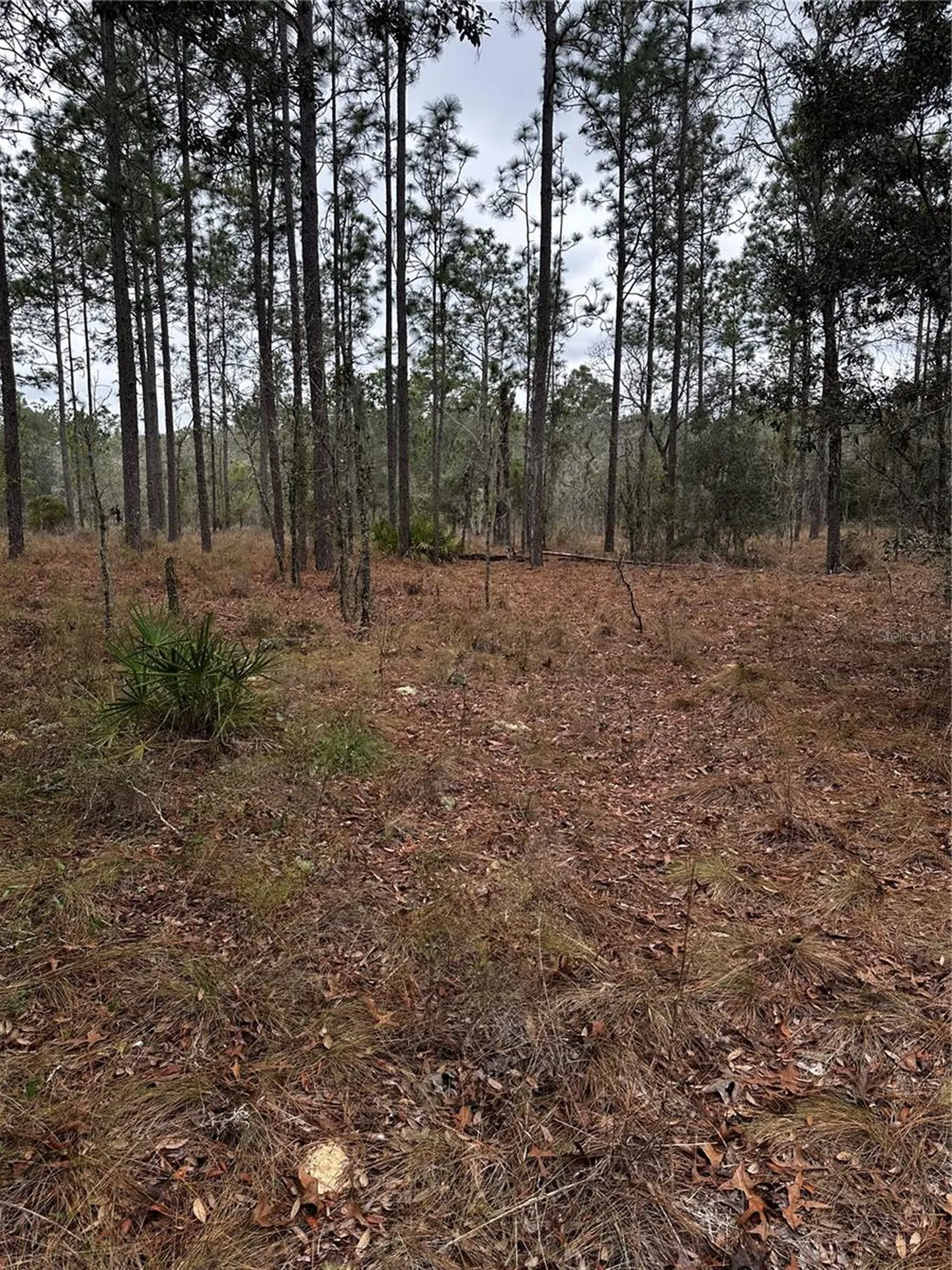 0000 SE 123 Road Terrace Morriston FL 32668