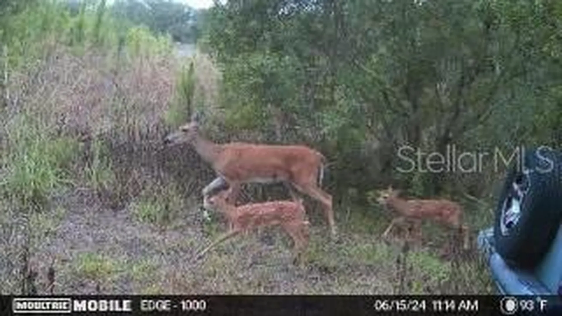 4620 405th Street E Myakka City FL 34251
