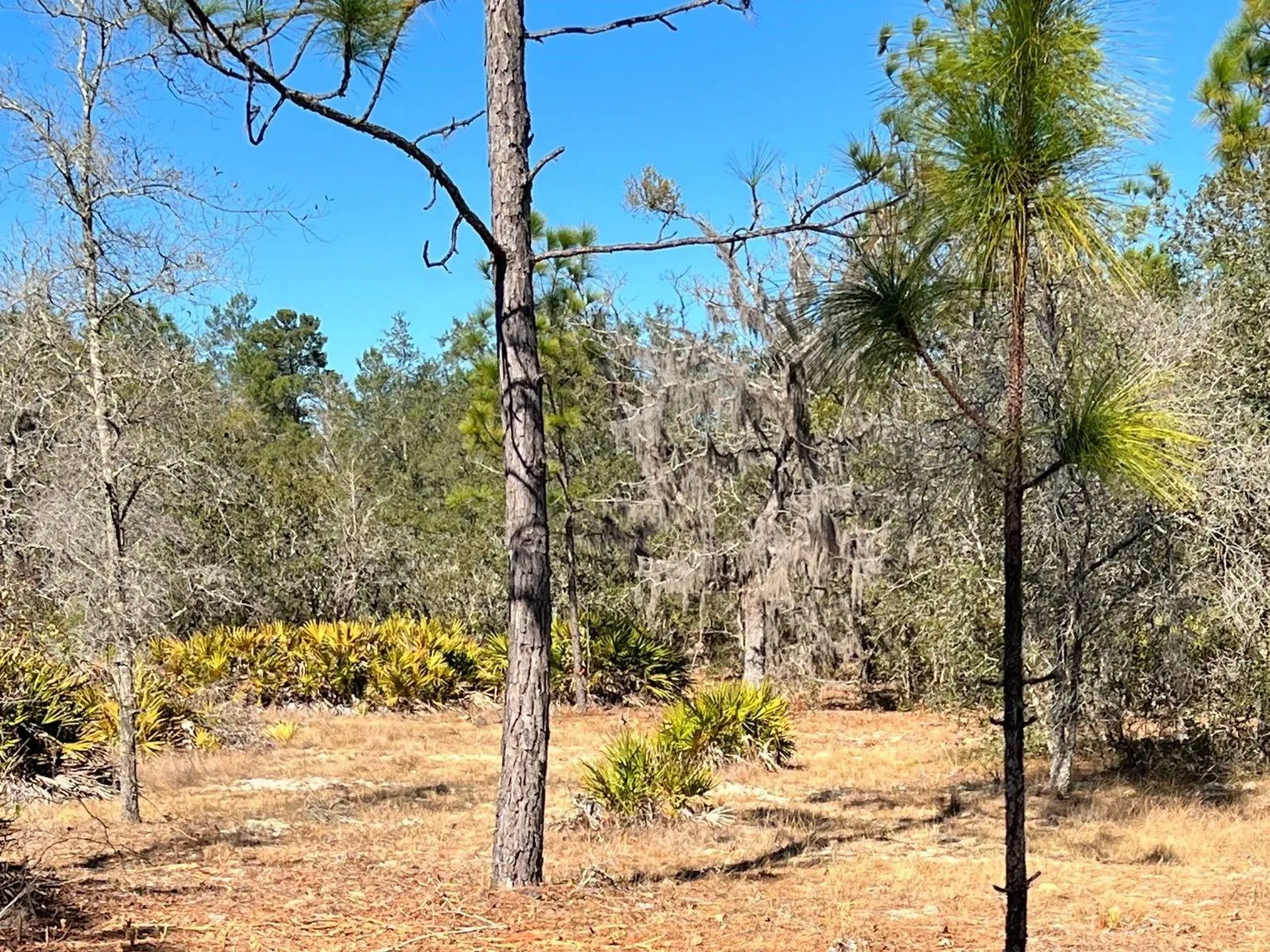 6199 W Peking Court Dunnellon FL 34433