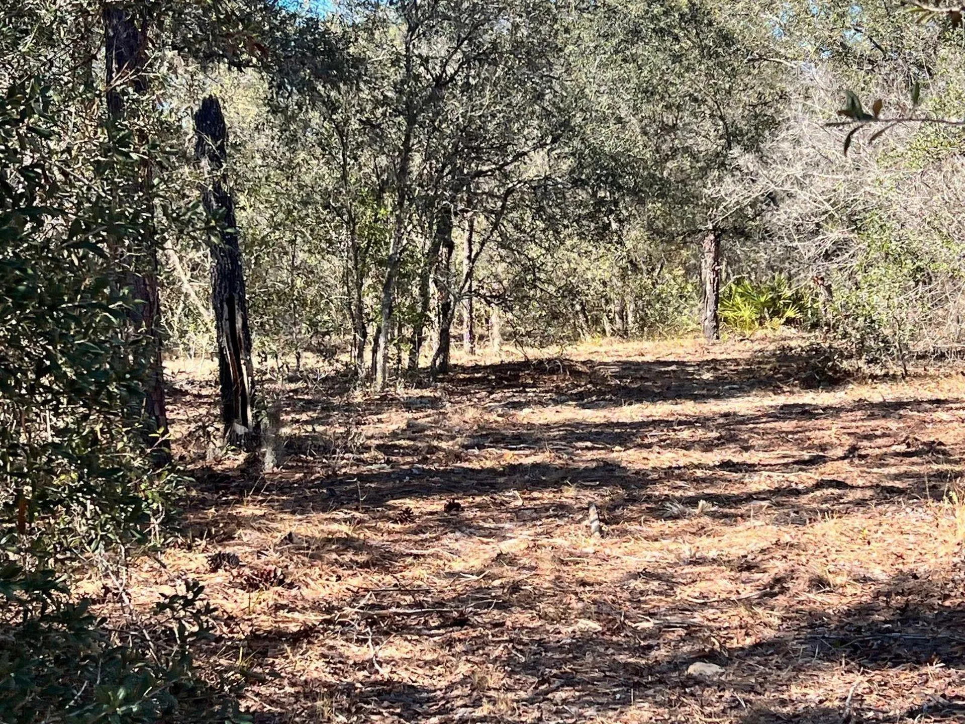 6199 W Peking Court Dunnellon FL 34433