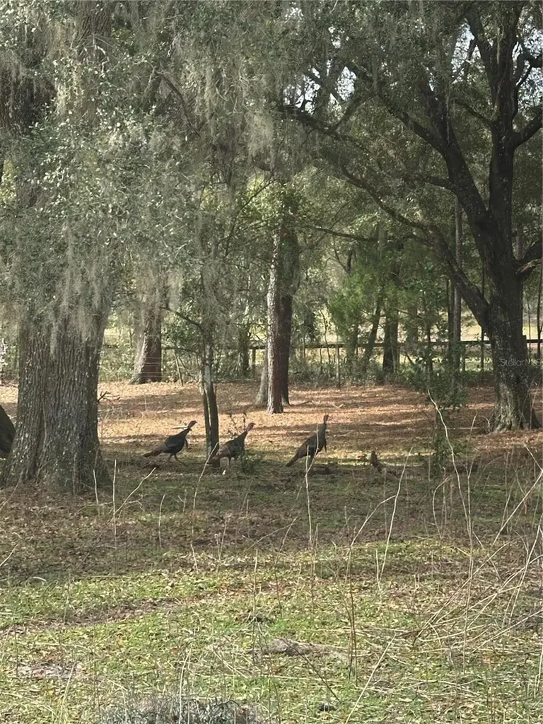 10550 NW 115th Avenue Reddick FL 32686