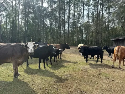 10550 NW 115th Avenue Reddick FL 32686
