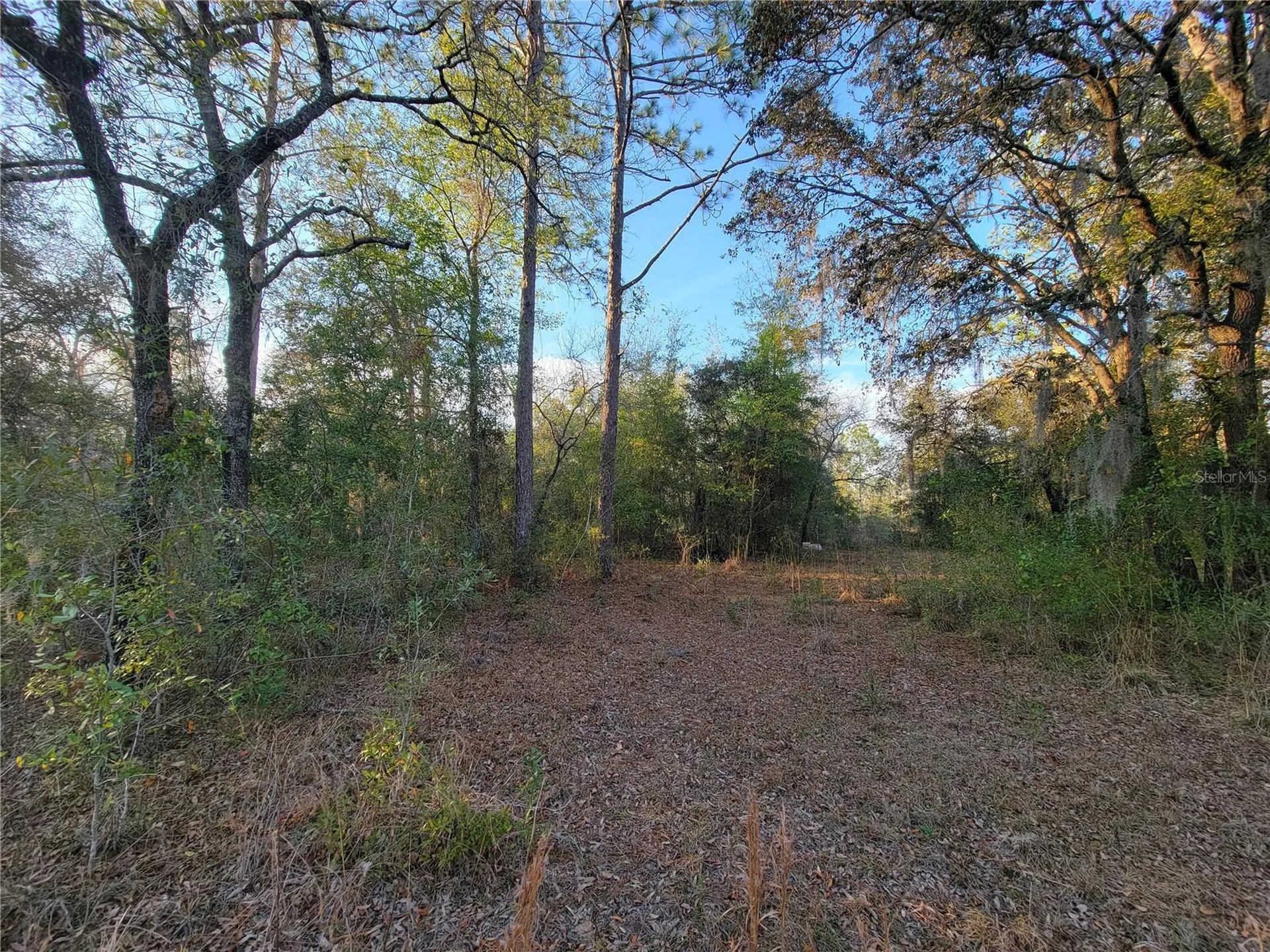 0 NE 20th Street Williston FL 32696