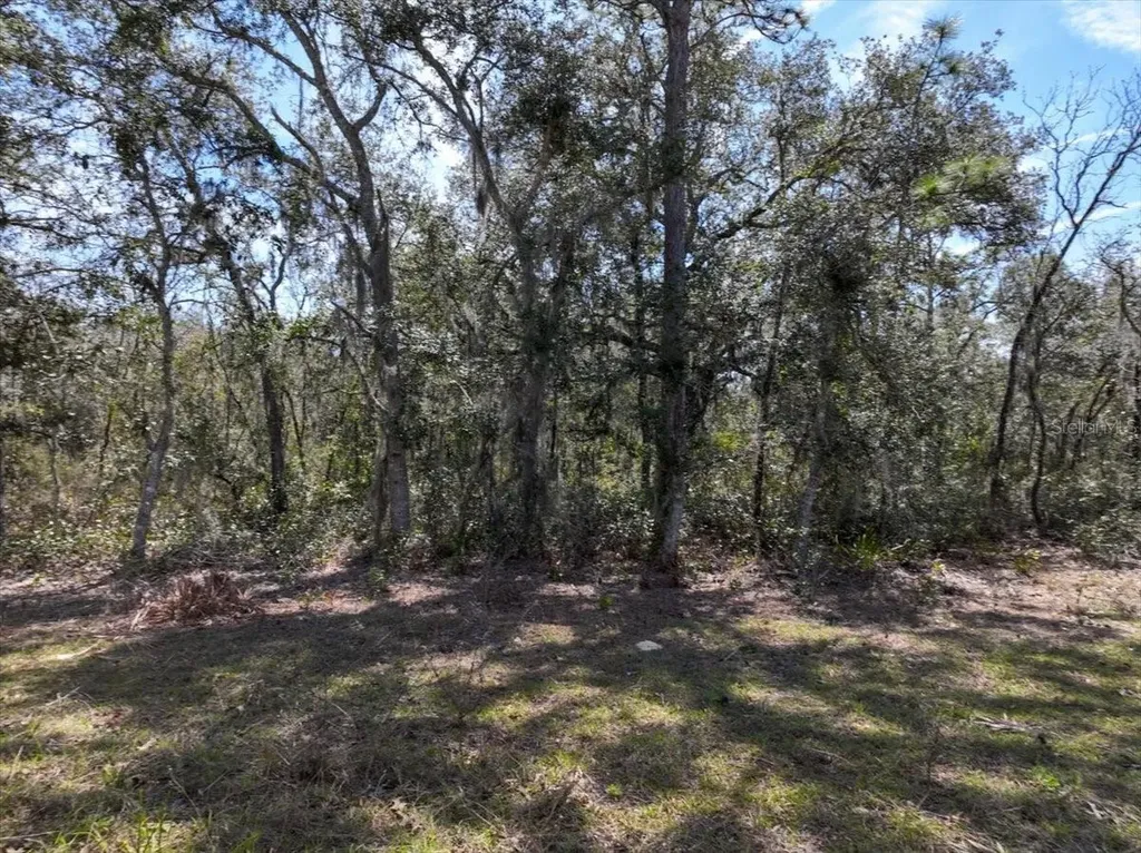 NE 65th Street Williston FL 32696