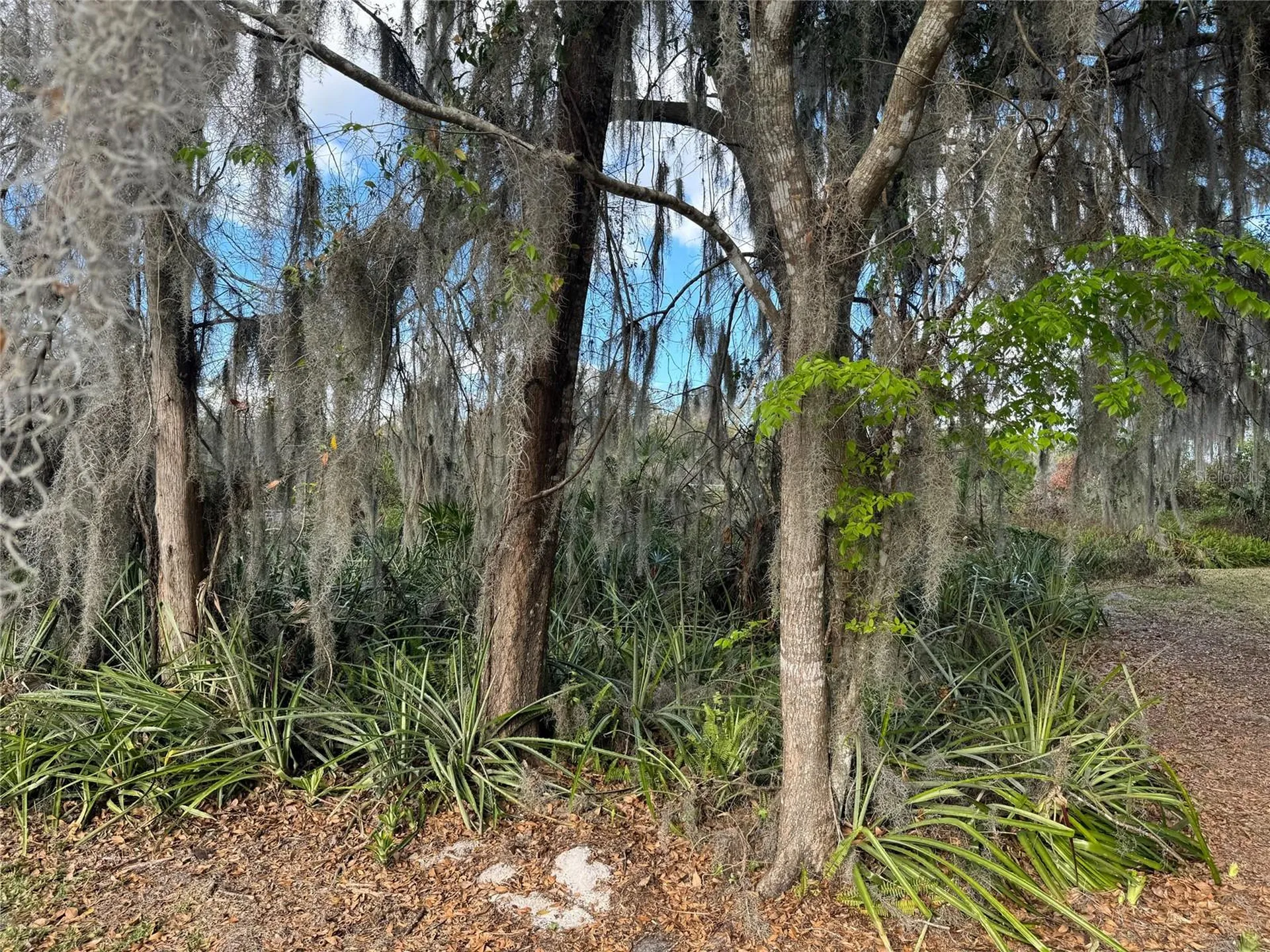 Cove Road Tavares FL 32778