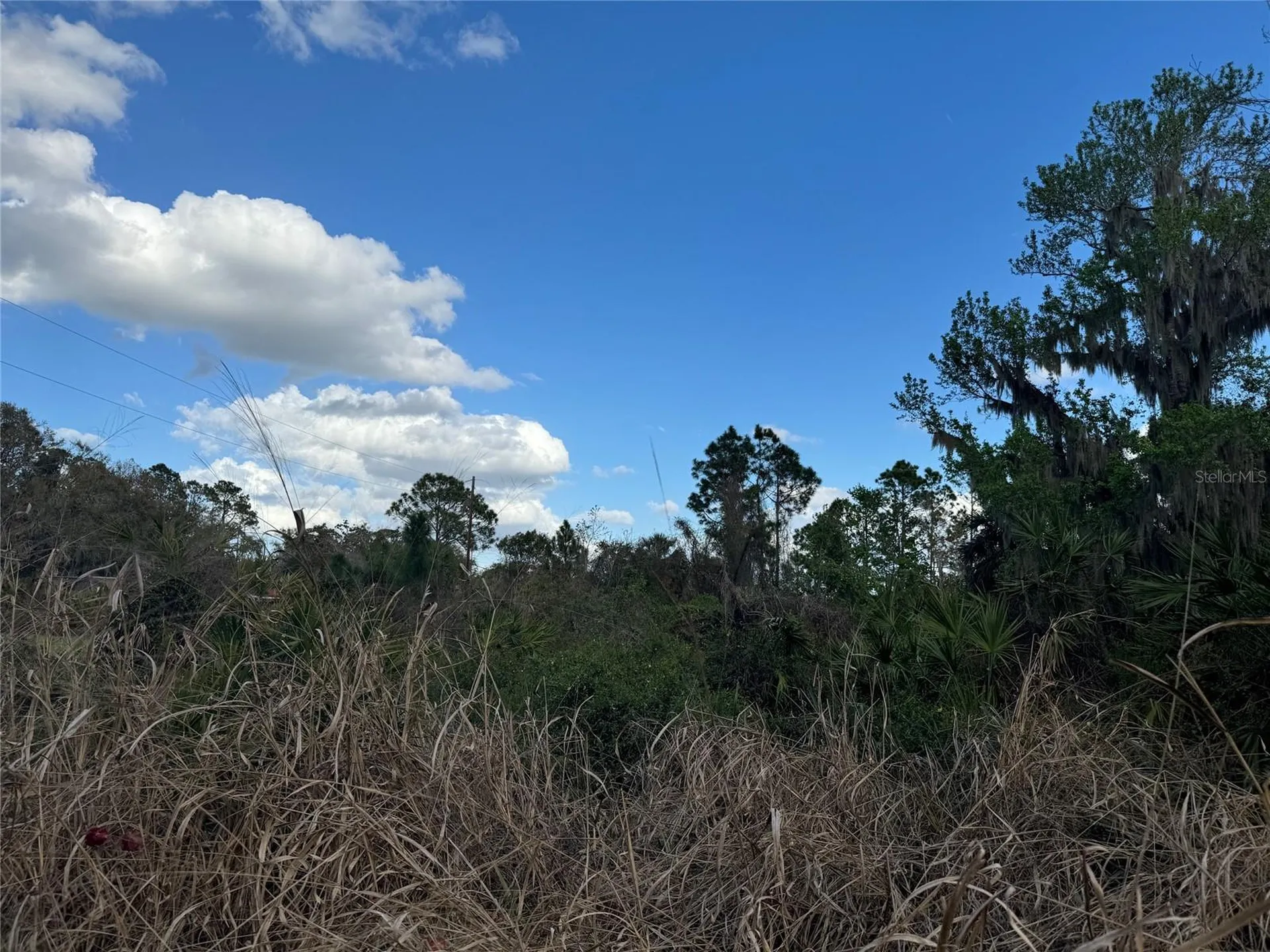 Cove Road Tavares FL 32778