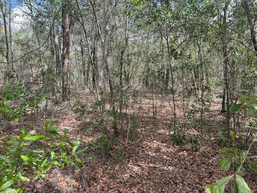 Cr 339 NW Trenton FL 32693