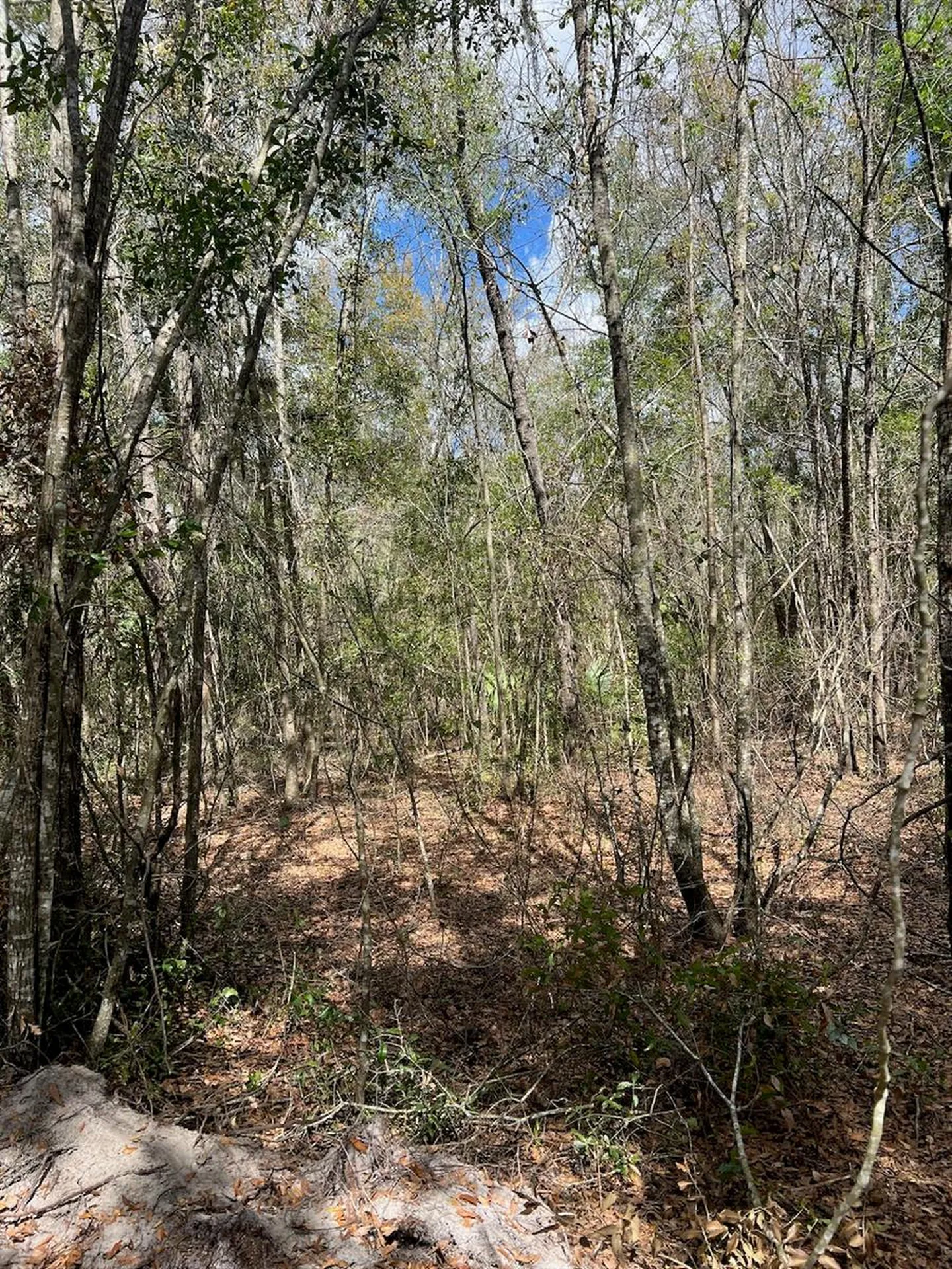 Cr 339 NW Trenton FL 32693