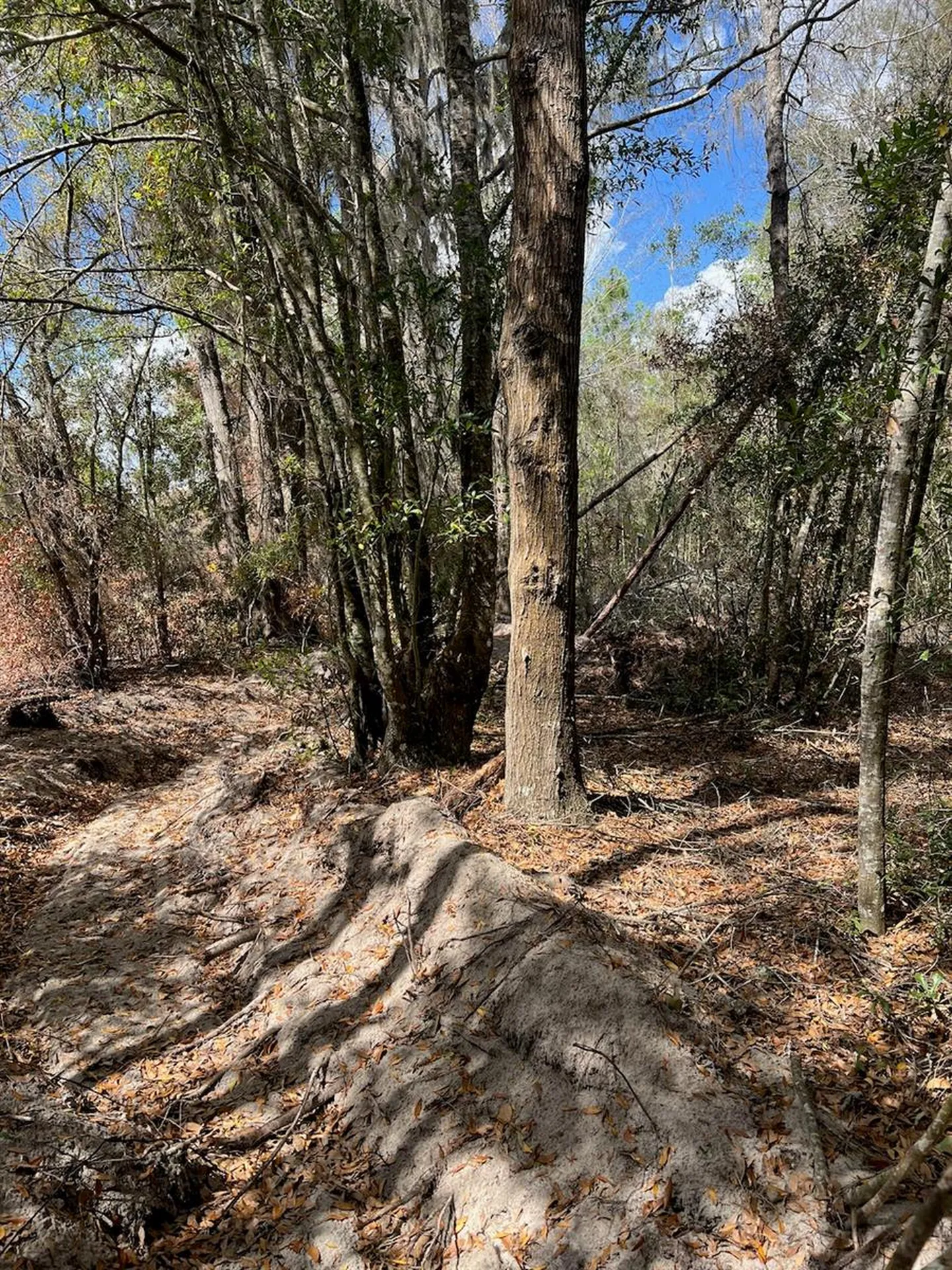 Cr 339 NW Trenton FL 32693