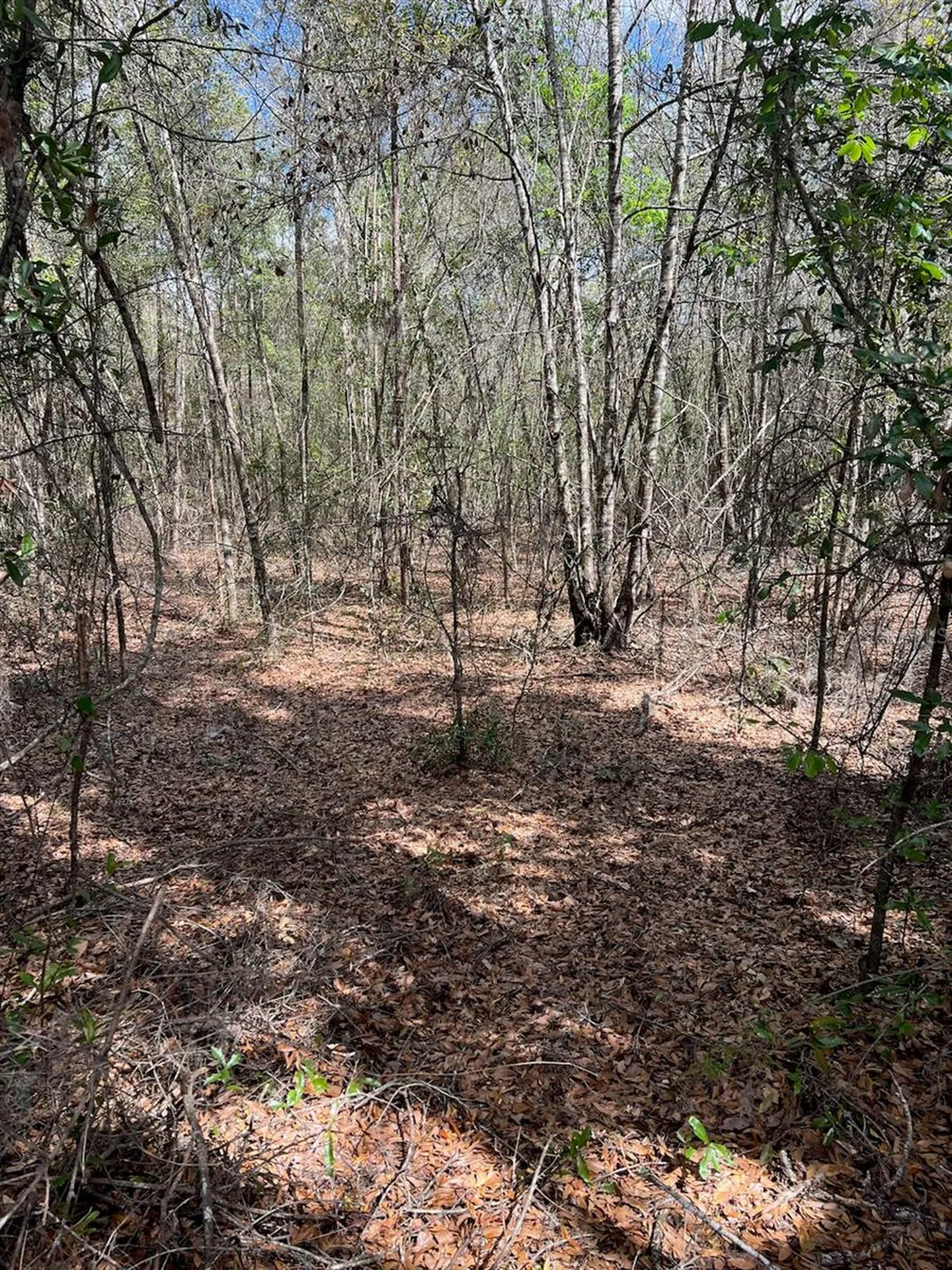 Cr 339 NW Trenton FL 32693