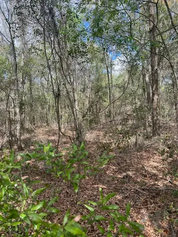 Cr 339 NW Trenton FL 32693