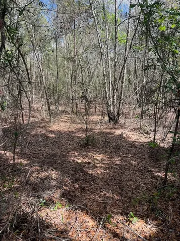 Cr 339 NW Trenton FL 32693