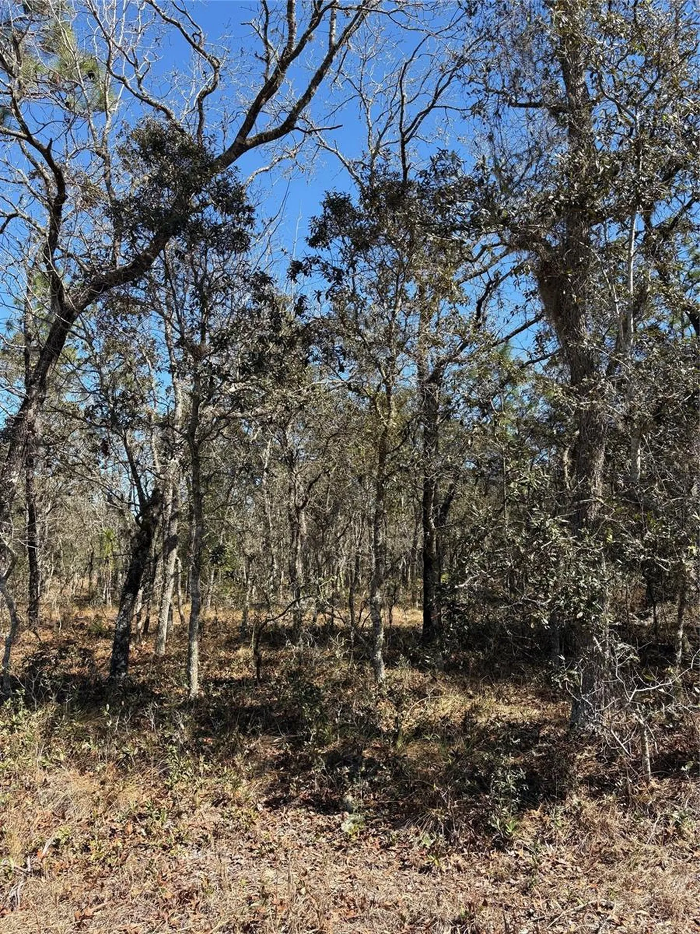 Tba SE 134th Terrace Dunnellon FL 34431