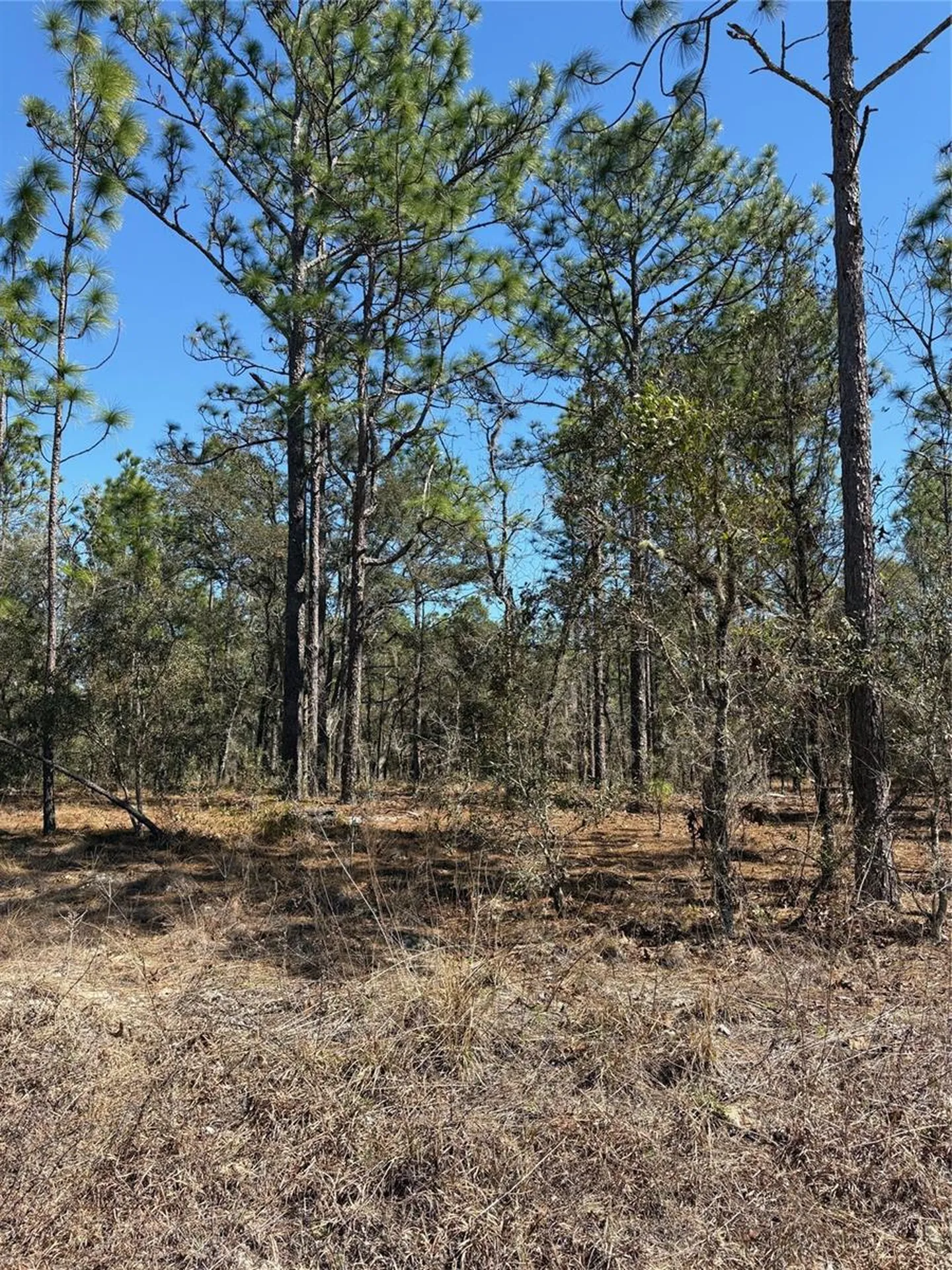 Tba SE 135th Court Dunnellon FL 34431