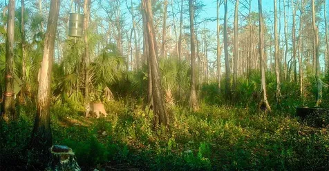 Black Burn Road Naples FL 34117