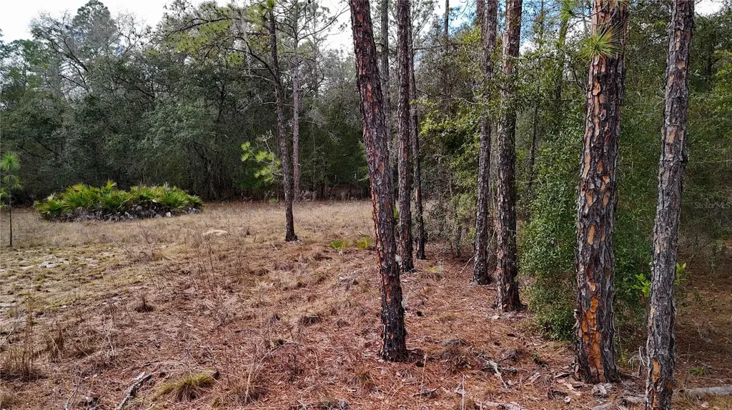 237 Highland Drive Hawthorne FL 32640