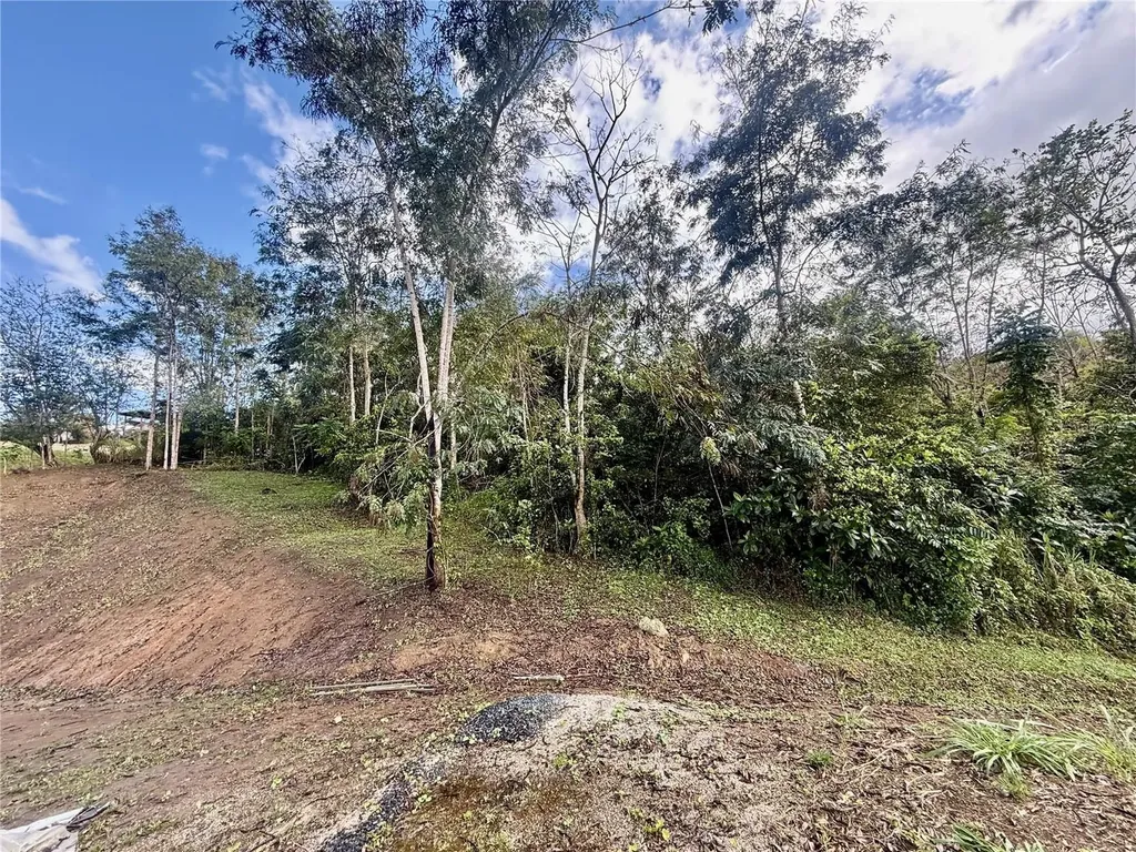 Bo Rincón Lomas Cayey PR 00736