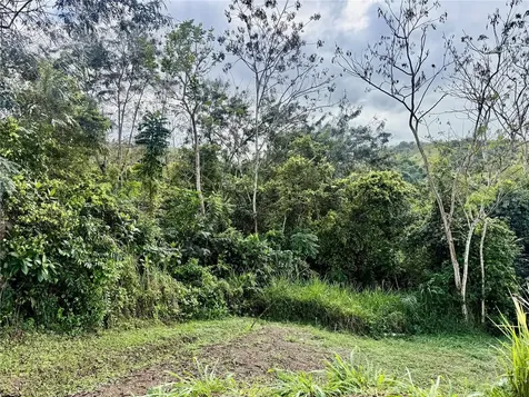 Bo Rincón Lomas Cayey PR 00736
