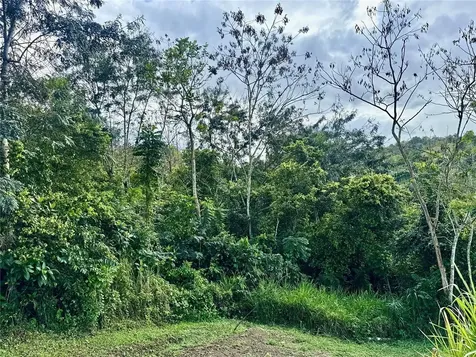 Bo Rincón Lomas Cayey PR 00736