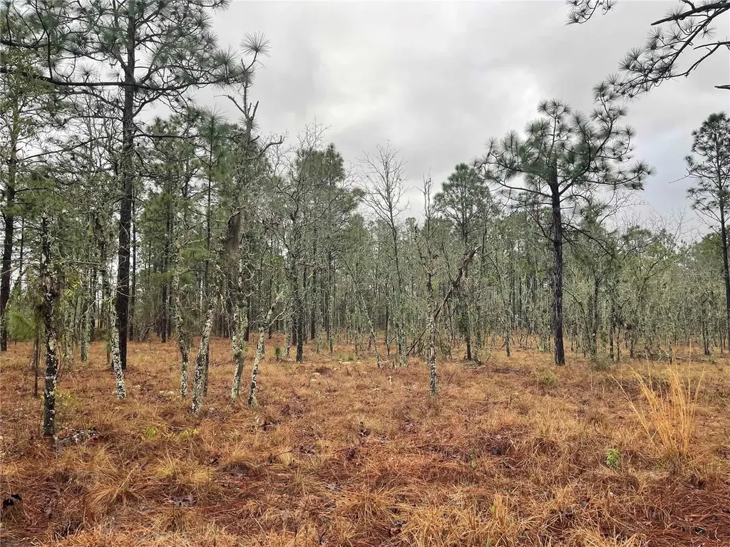 Tbd SE 71 Street Morriston FL 32668