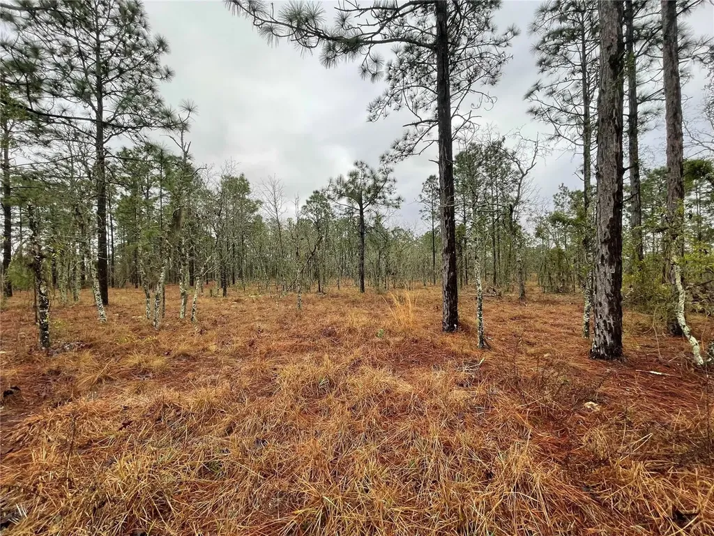 Tbd SE 71 Street Morriston FL 32668