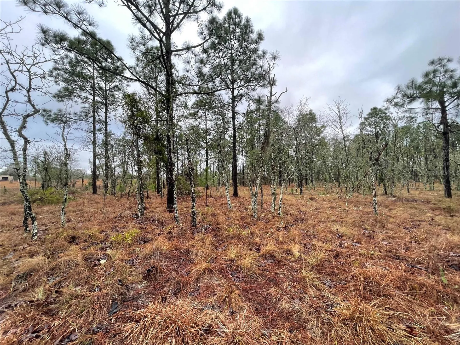 Tbd SE 71 Street Morriston FL 32668