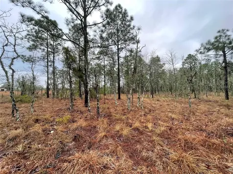 Tbd SE 71 Street Morriston FL 32668