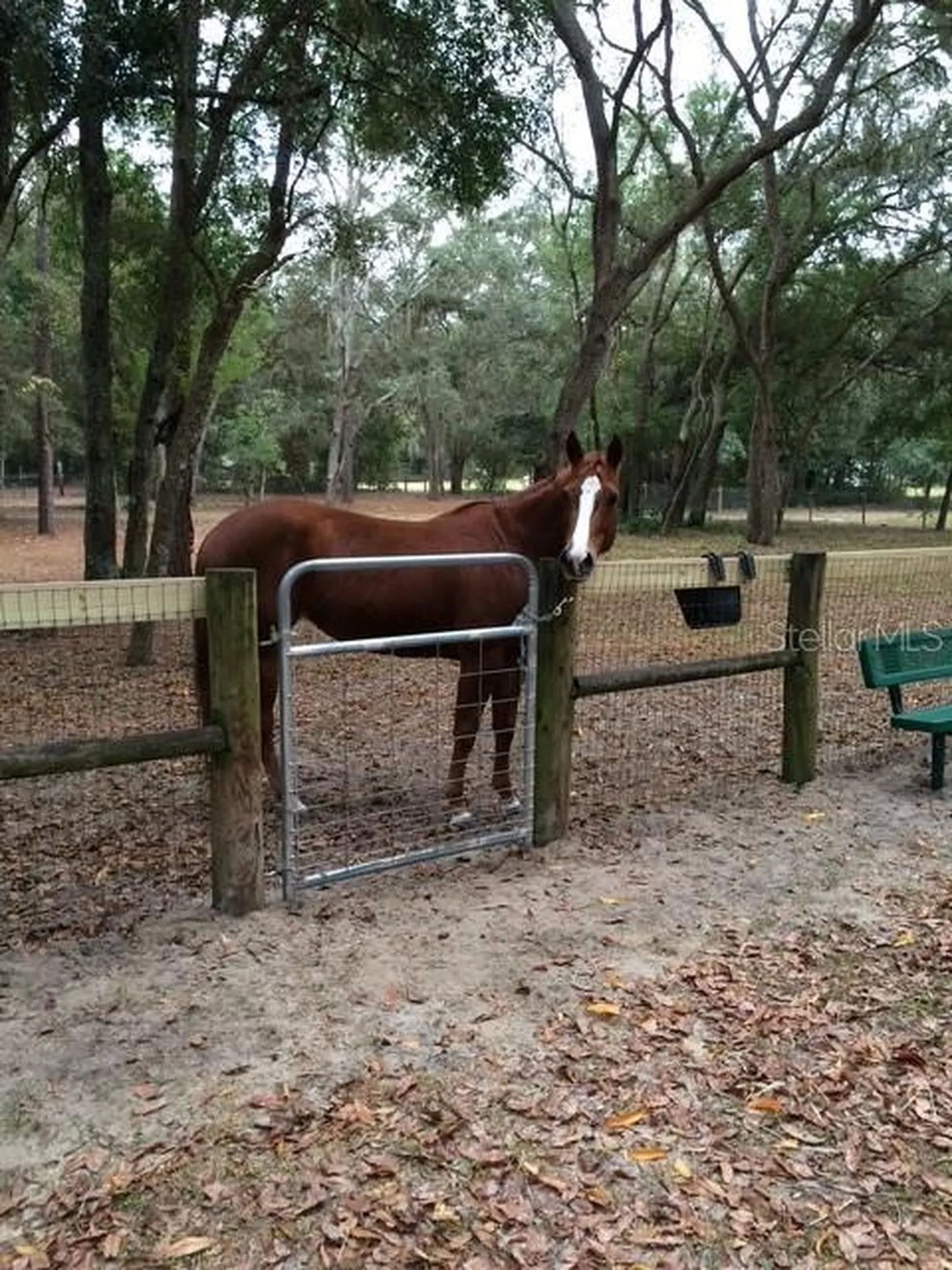 23404 Hobdy Road Sorrento FL 32776