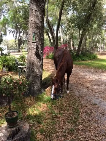 23404 Hobdy Road Sorrento FL 32776