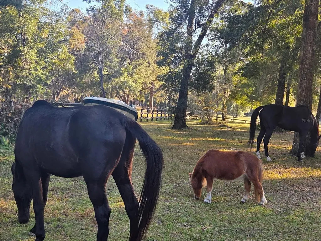 19 Northern Dancer Drive Ocala FL 34482