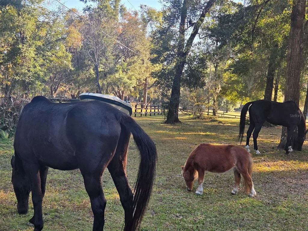 19 Northern Dancer Drive Ocala FL 34482
