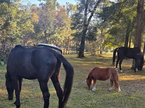 19 Northern Dancer Drive Ocala FL 34482