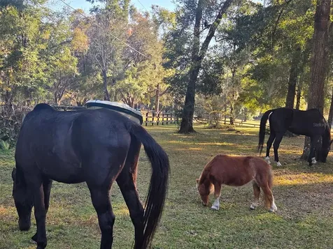 19 Northern Dancer Drive Ocala FL 34482
