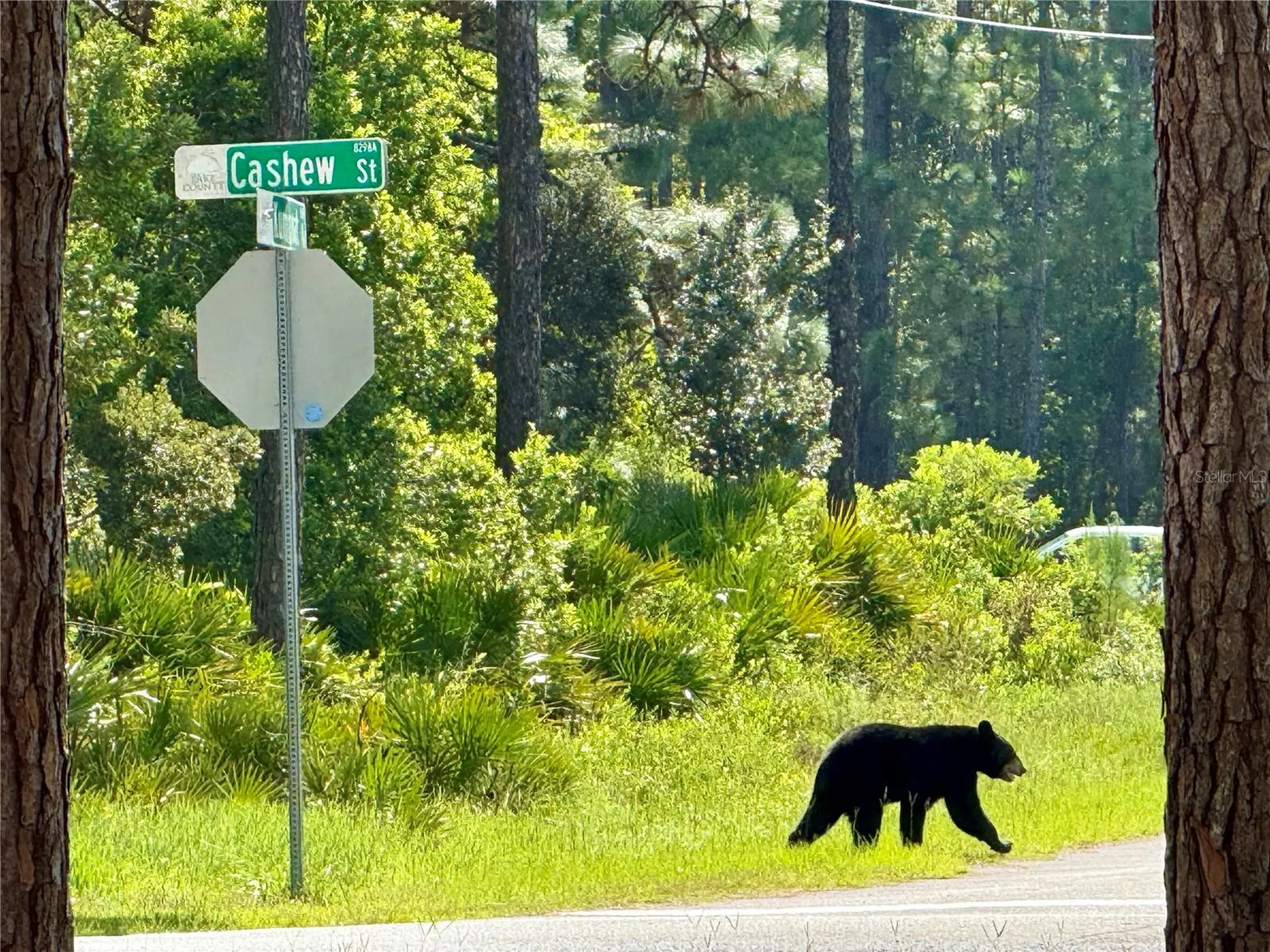 Cashew Street Eustis FL 32736