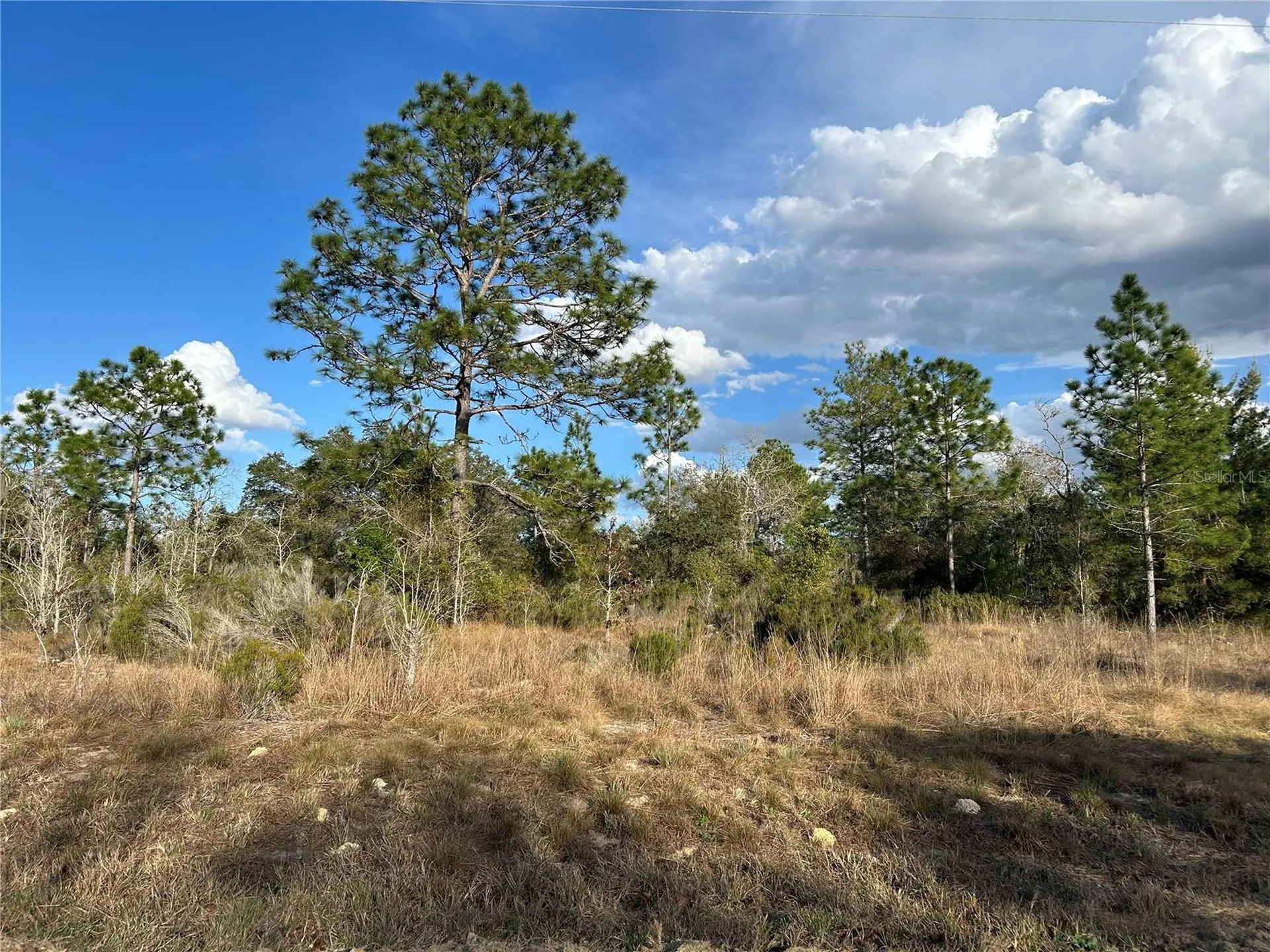 1091 NE 127th Court Williston FL 32696