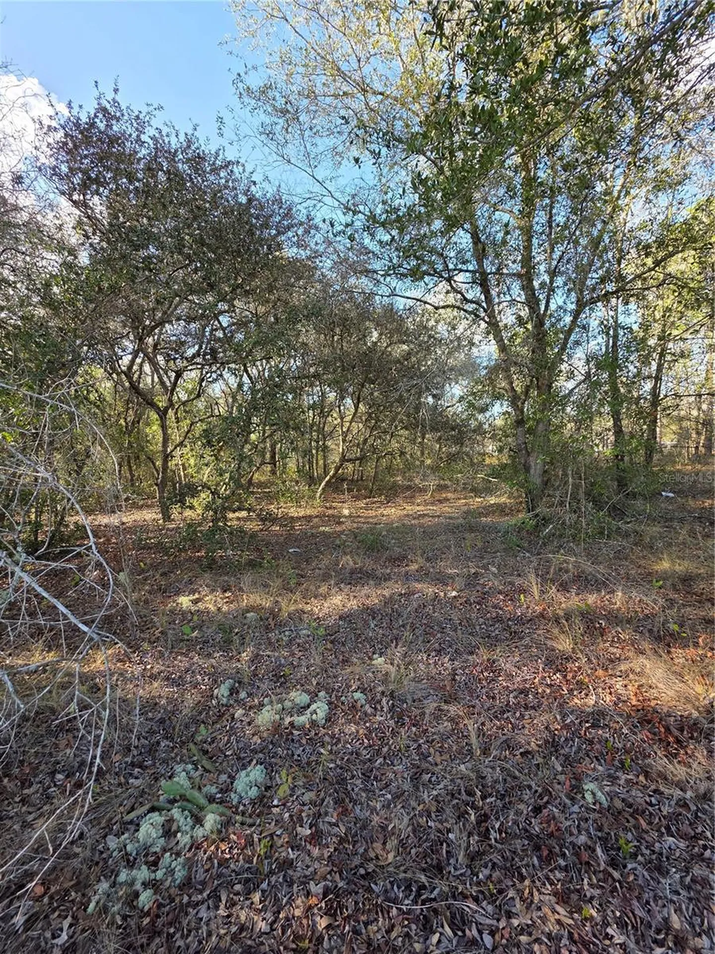 Tbd Locust Loop Circle Ocala FL 34472
