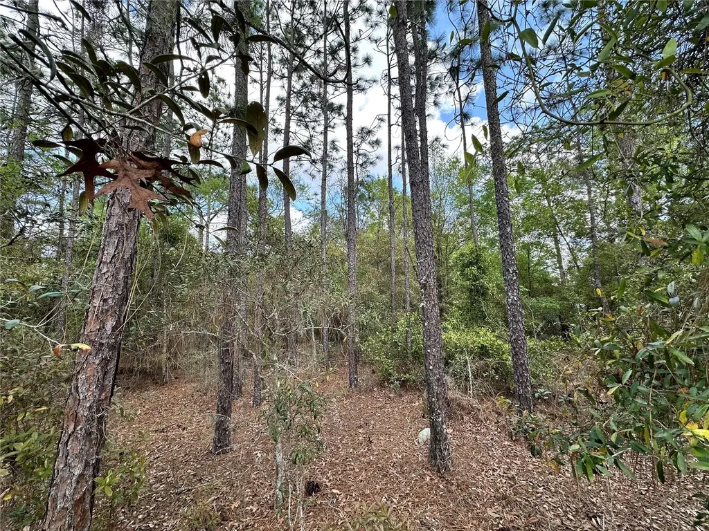 Tbd SE 30th Street Morriston FL 32668