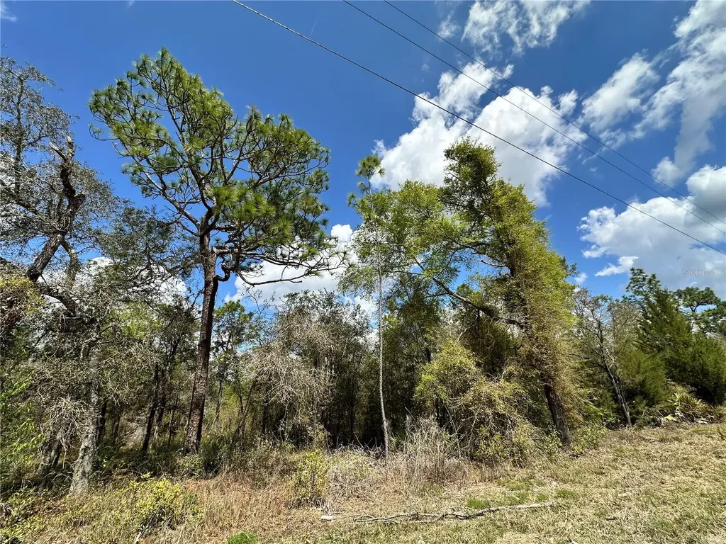 Tbd NE 63rd Place Williston FL 32696