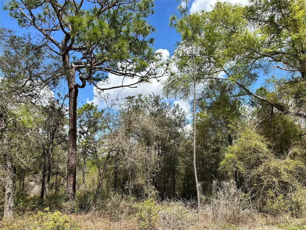 Tbd NE 63rd Place Williston FL 32696