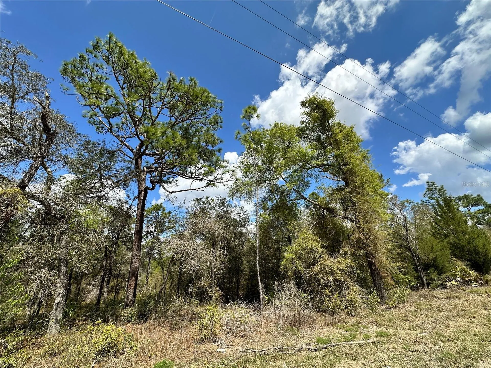 Tbd NE 63rd Place Williston FL 32696