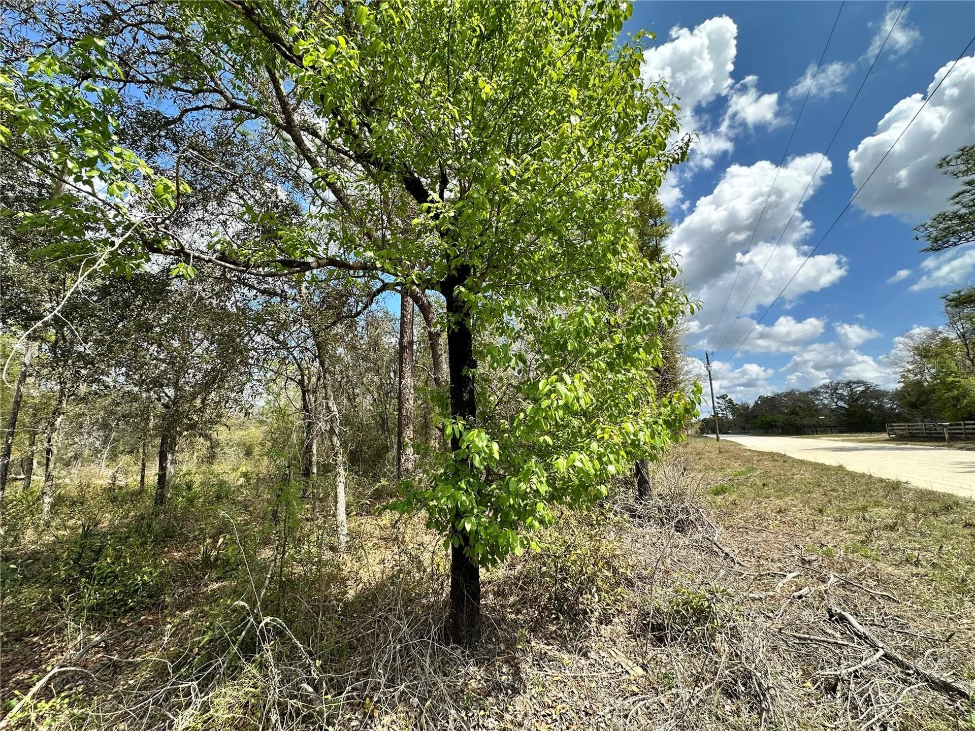 Tbd NE 63rd Place Williston FL 32696