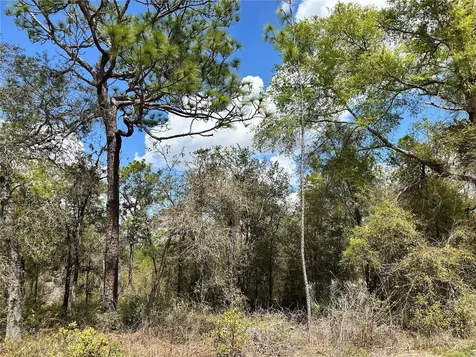 Tbd NE 63rd Place Williston FL 32696