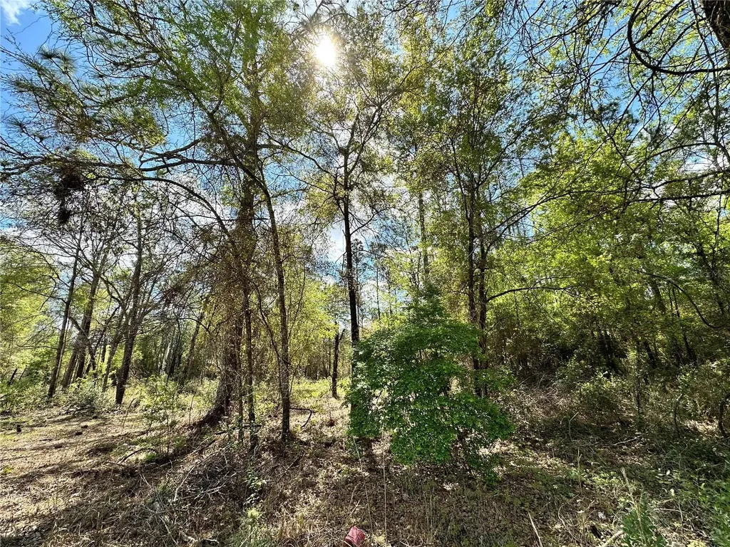 10350 NE 74th Place Bronson FL 32621