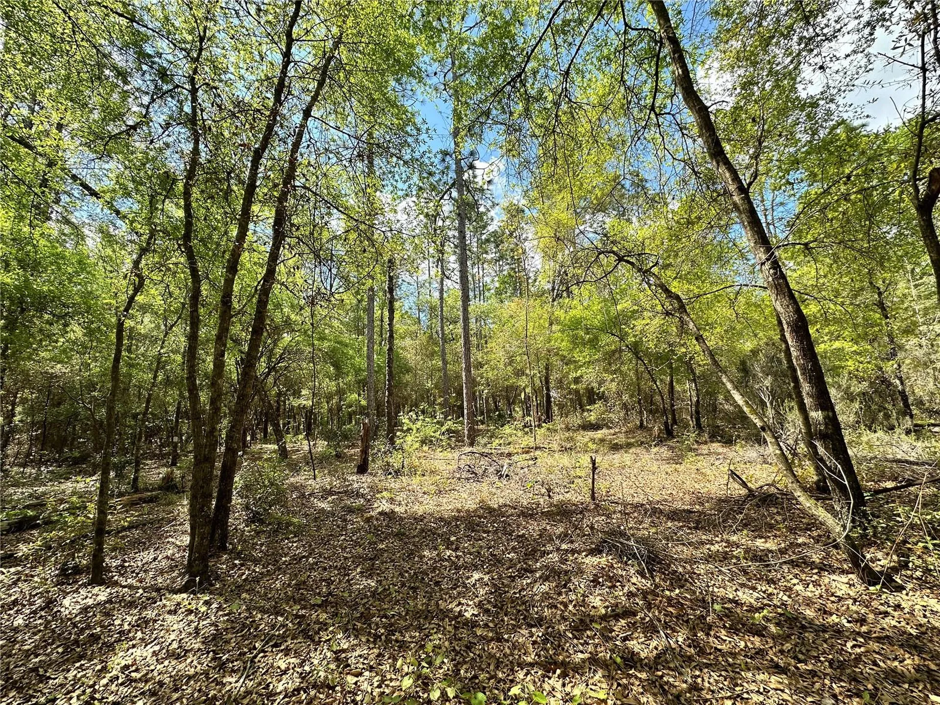 10350 NE 74th Place Bronson FL 32621