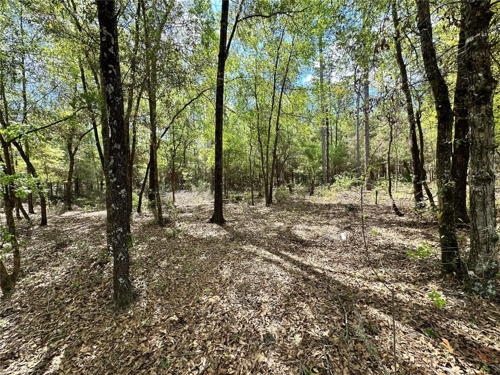10350 NE 74th Place Bronson FL 32621