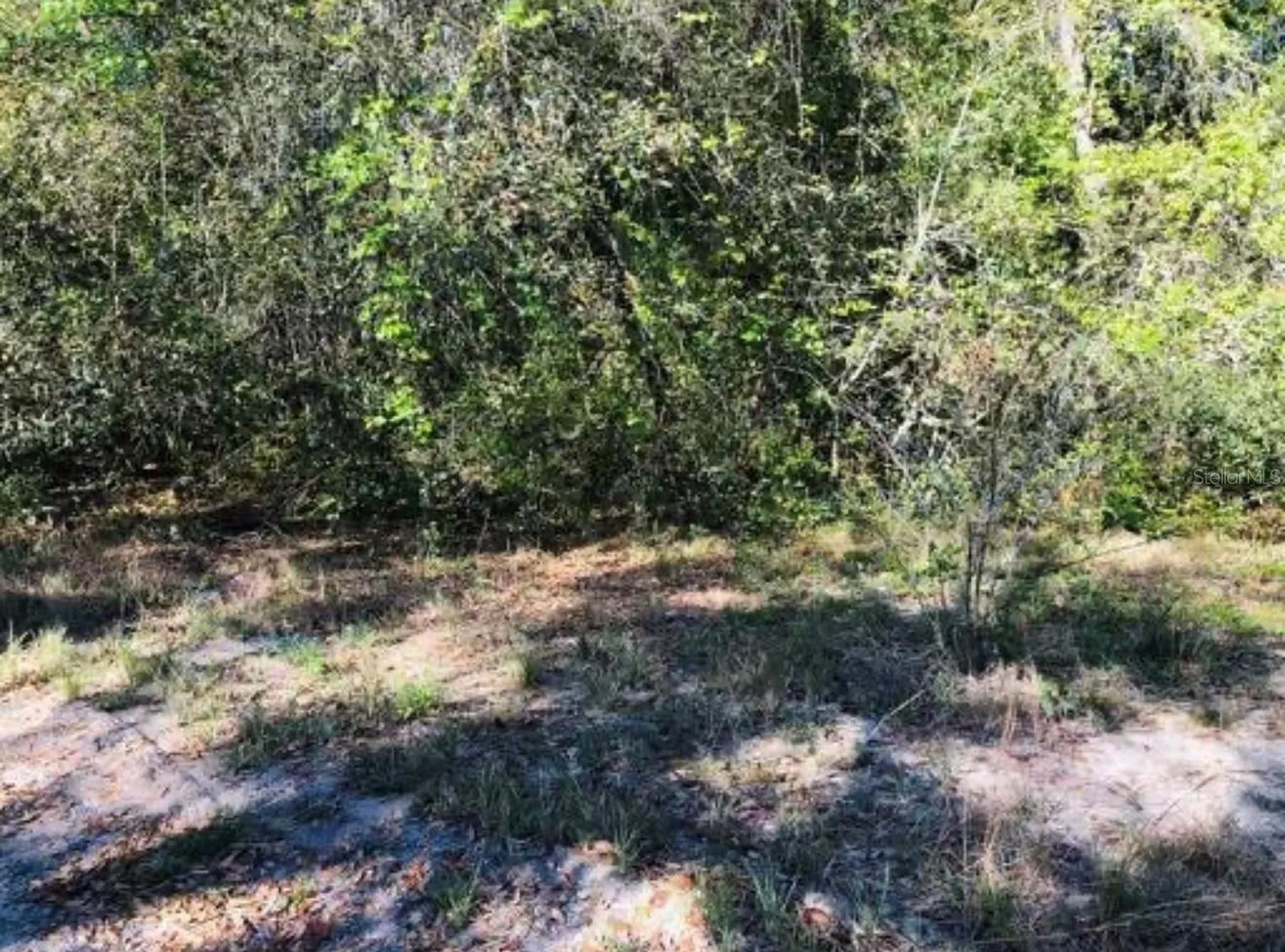 Oakridge Drive Lady Lake FL 32159