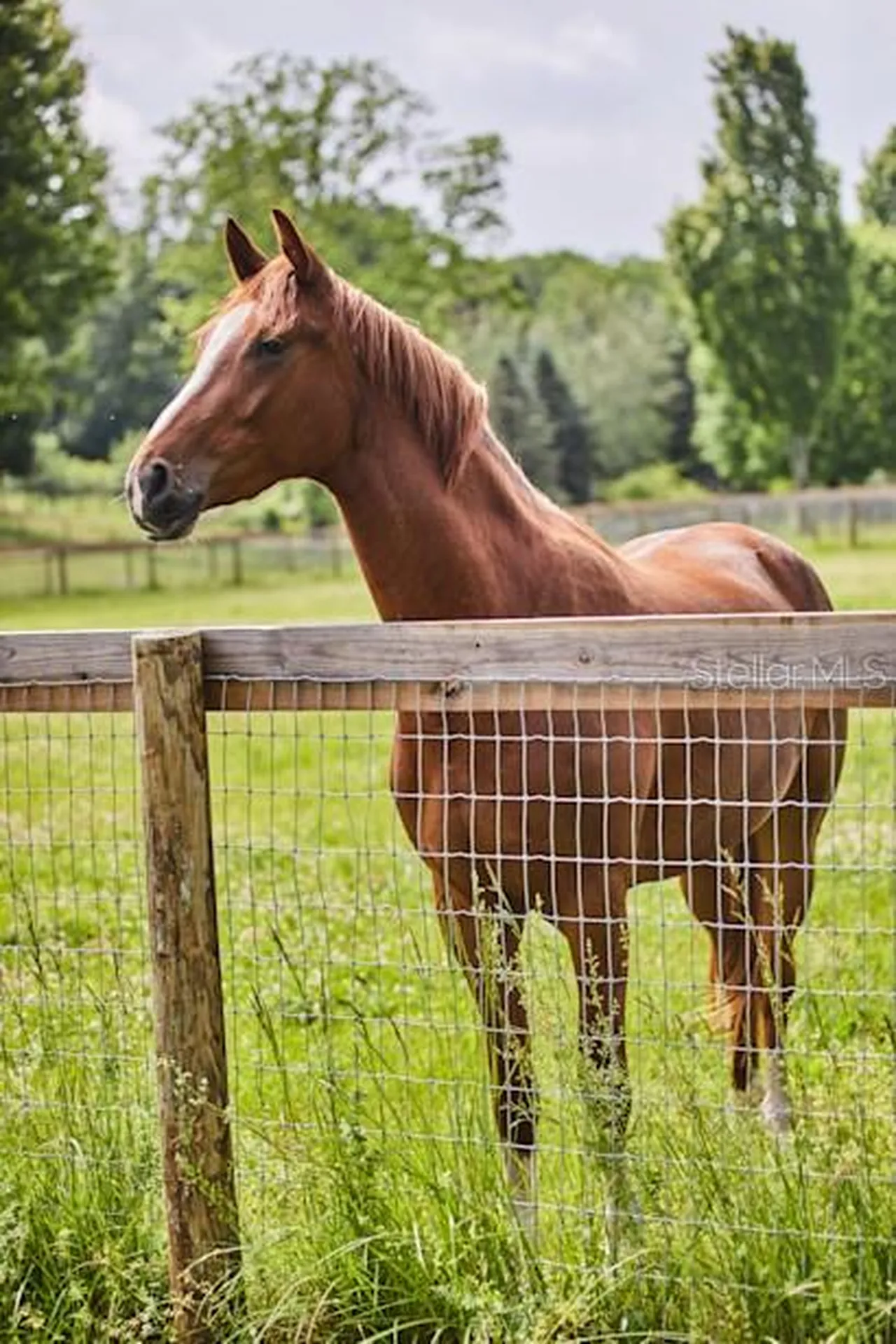 30342 Vitex Avenue Eustis FL 32736