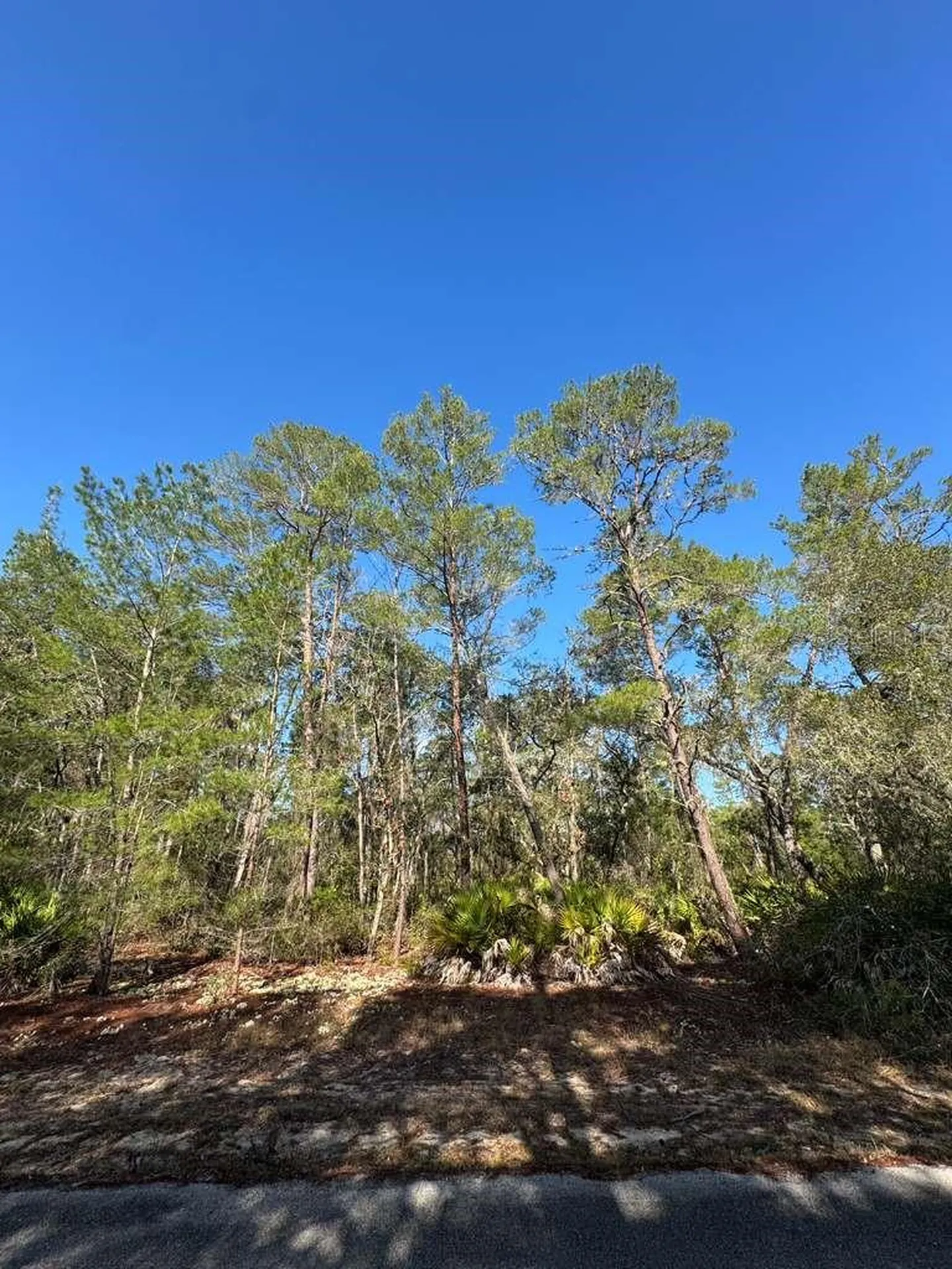 Ocklawaha FL 32179