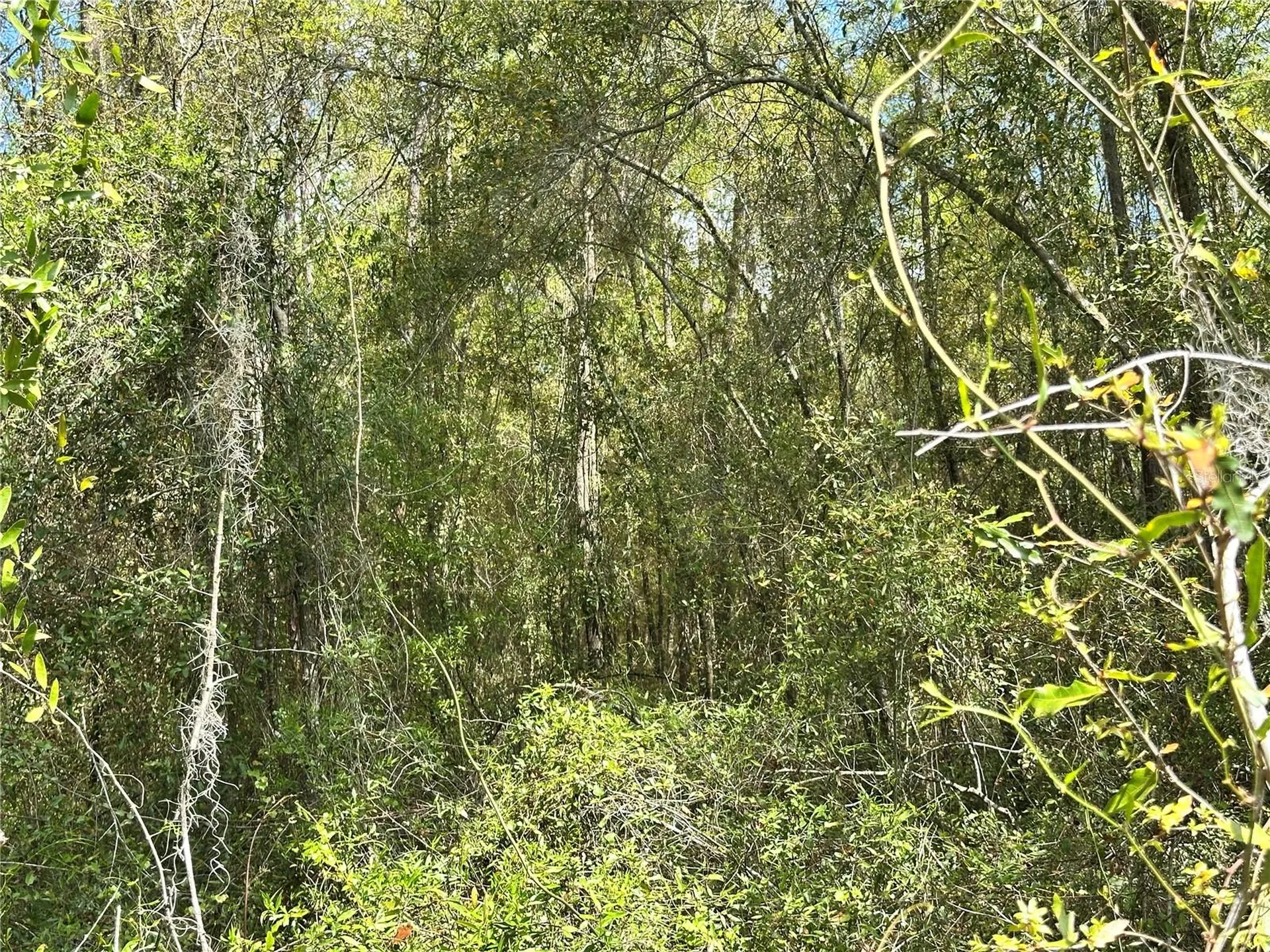 Tbd Hardee Street Bronson FL 32621