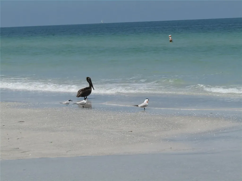 1451 Gulf Boulevard Clearwater Beach FL 33767